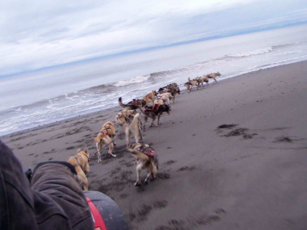 how much does a good dog sled cost and how much are booties for dogs