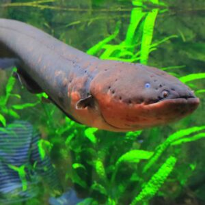 how much electricity can you get from an electric eel scaled