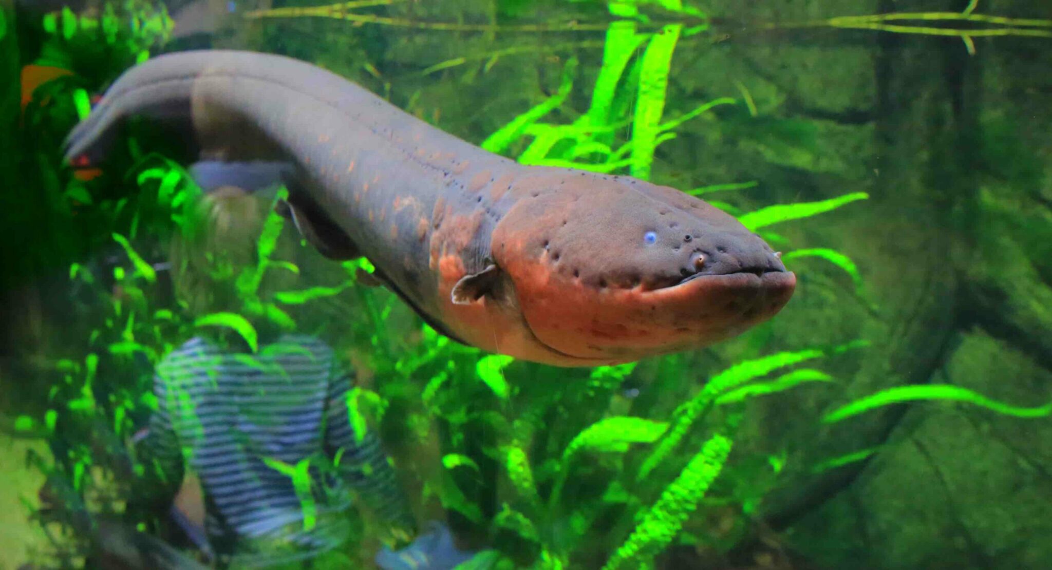 how much electricity can you get from an electric eel scaled