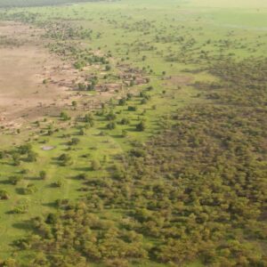 how much of africa is covered by forests and how much of africa is covered by desert