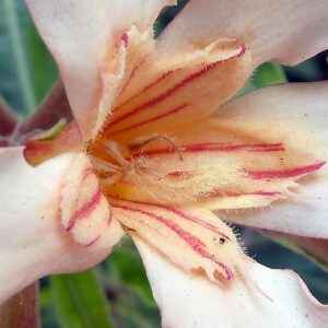 how poisonous is oleander and why is oleander considered the most poisonous plant in the world