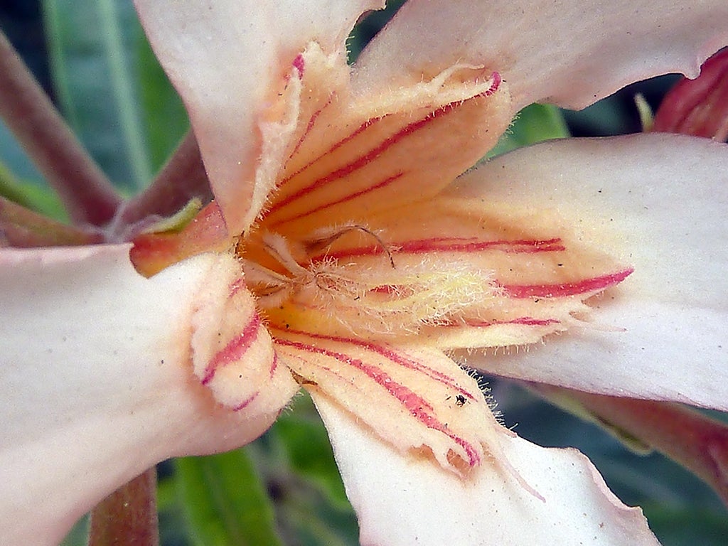 how poisonous is oleander and why is oleander considered the most poisonous plant in the world