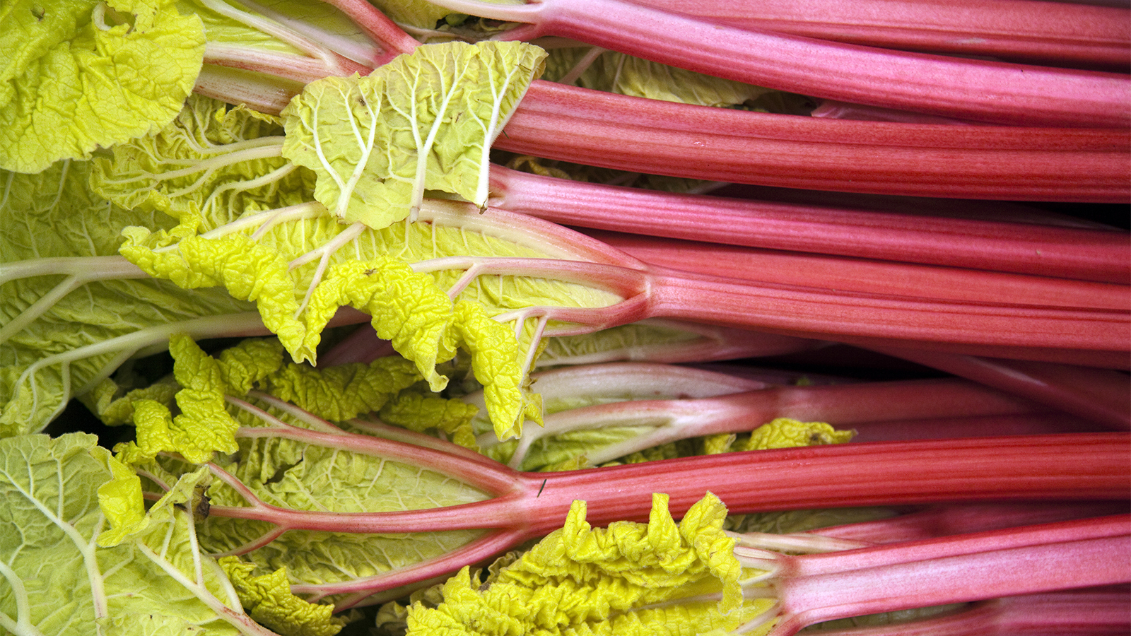 how poisonous is rhubarb pie and which other vegetables contain oxalic acid