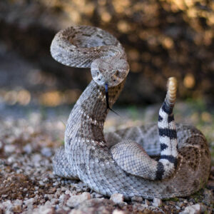 how poisonous is snake venom what is snake venom made of and can you build a tolerance to arsenic