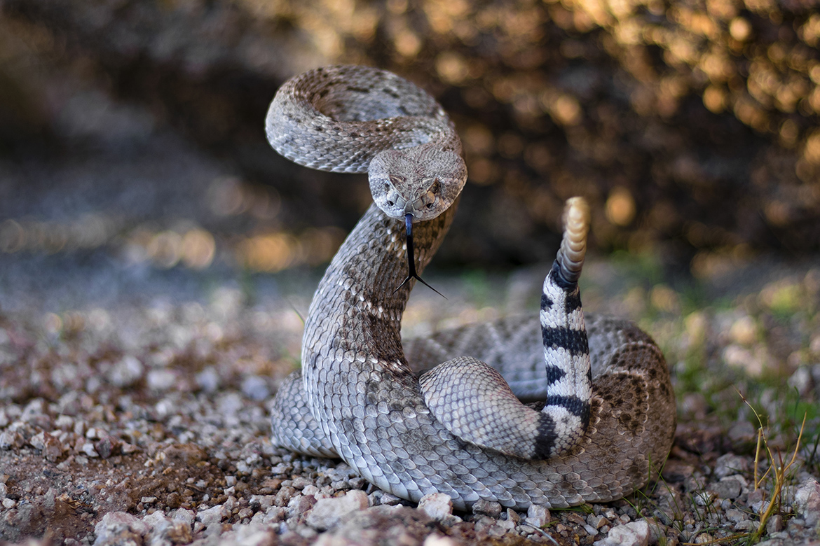 how poisonous is snake venom what is snake venom made of and can you build a tolerance to arsenic