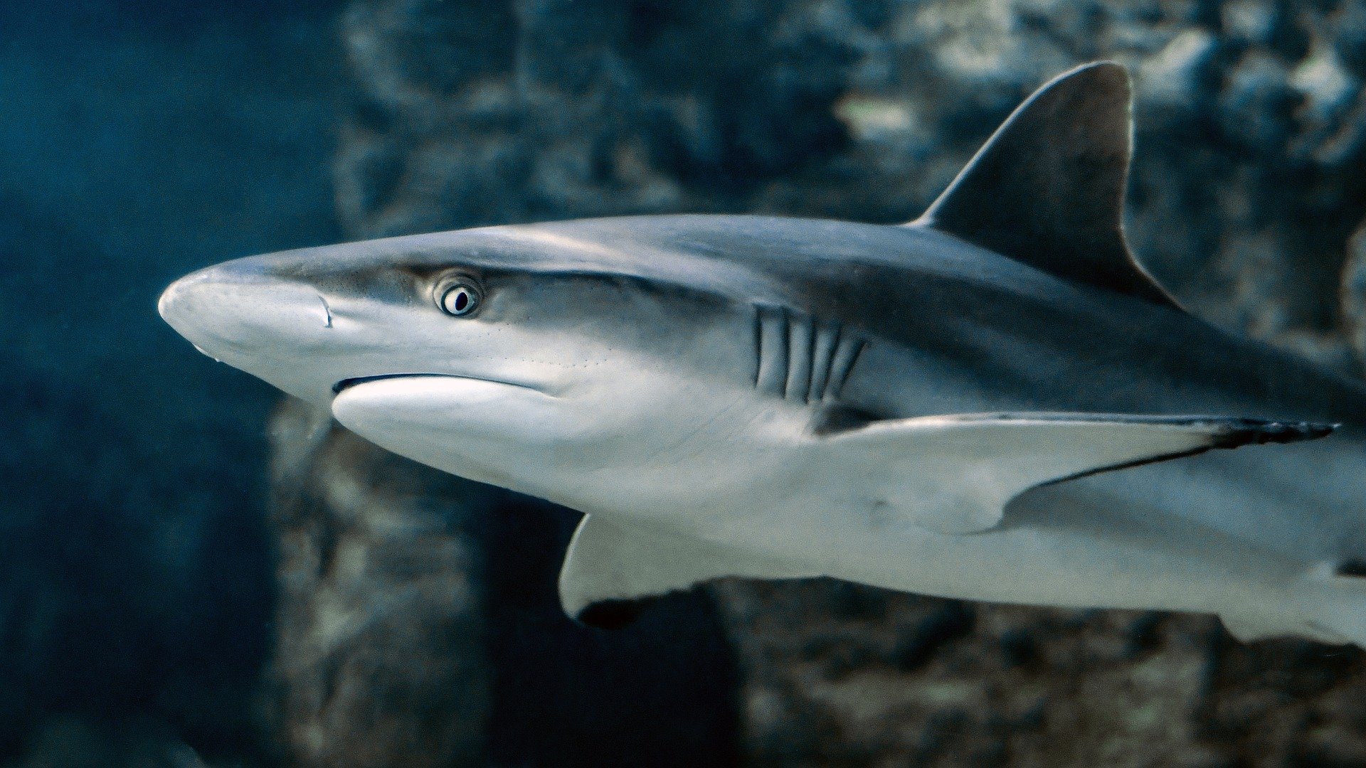 how sensitive is a sharks sense of smell and can a shark smell blood from far away in the water