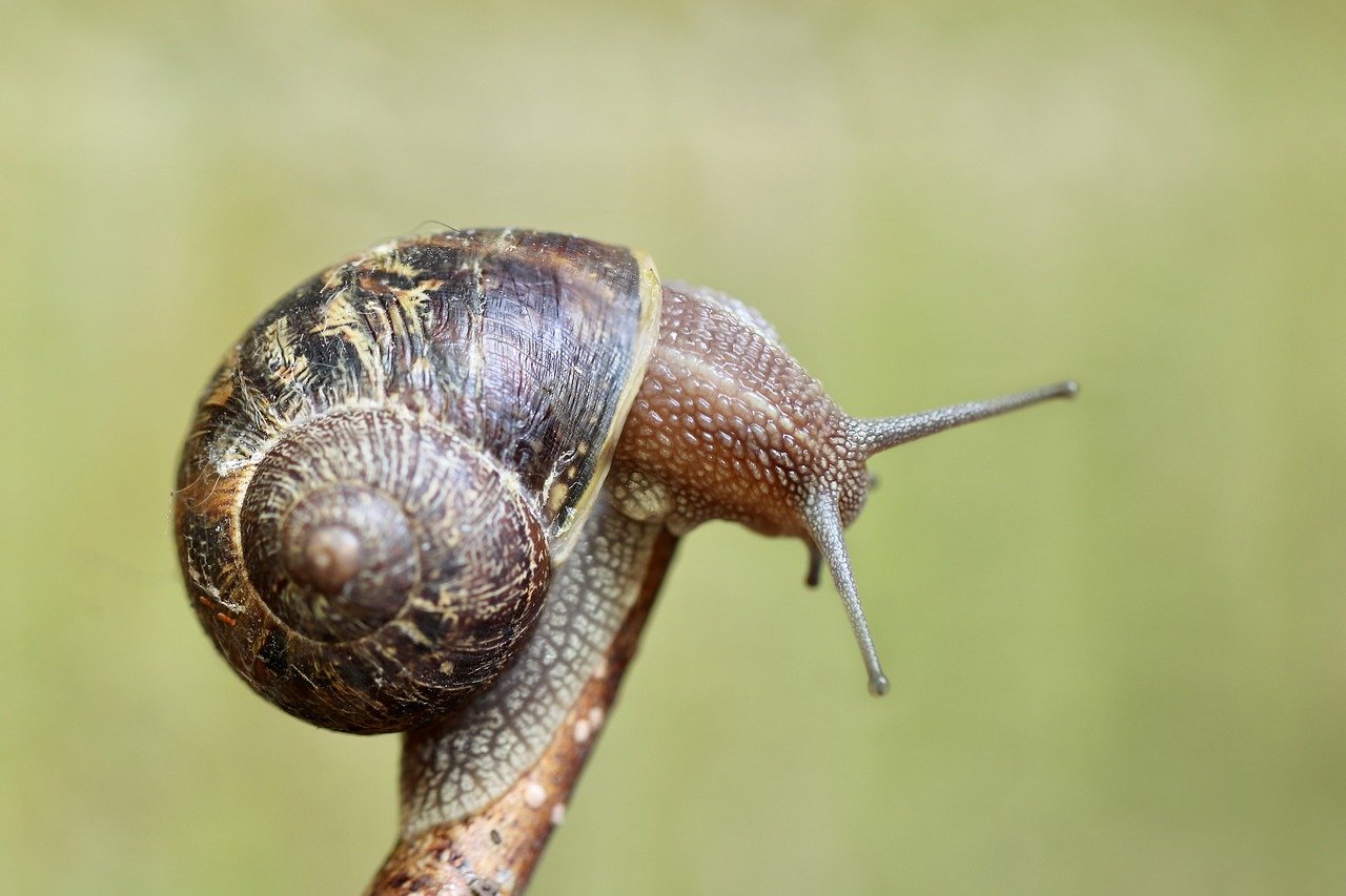 how slow is a snails pace