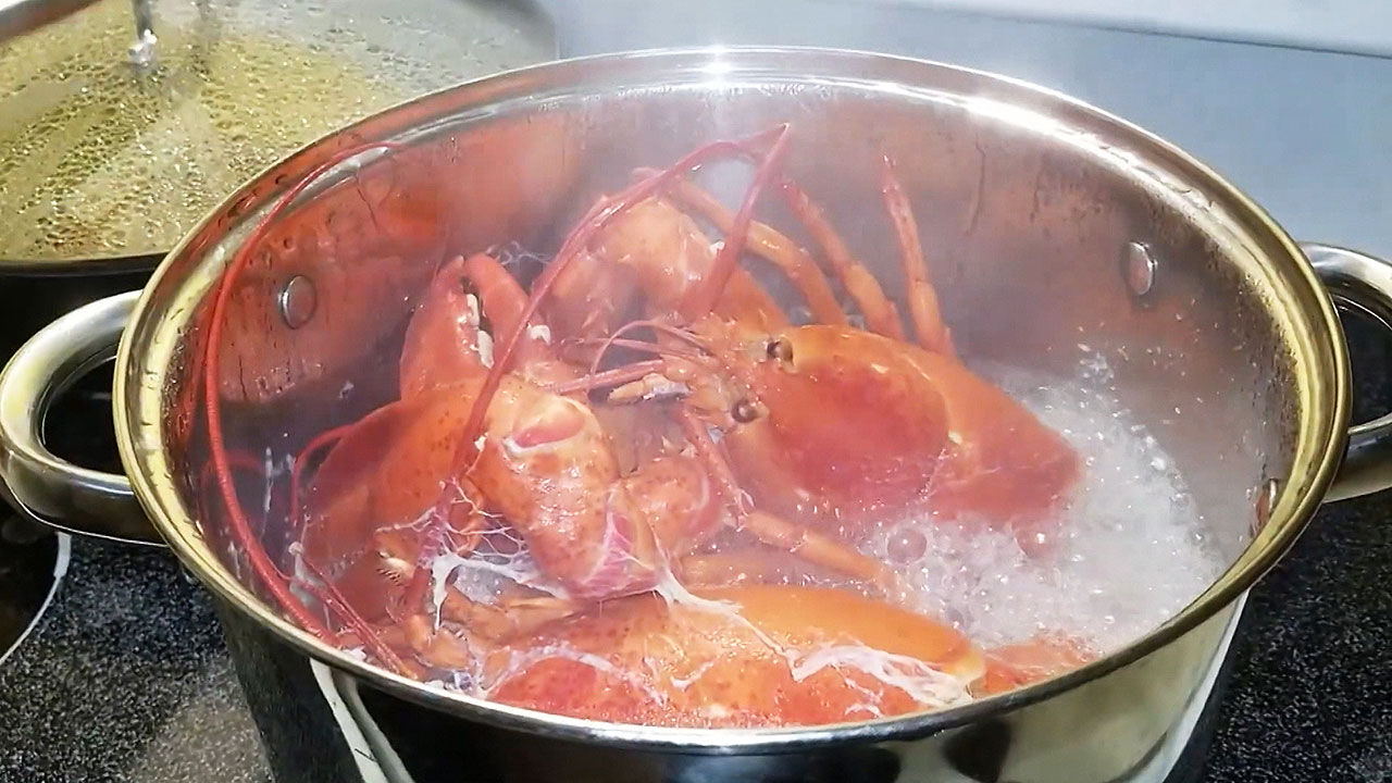 how to boil a live lobster