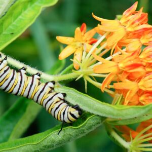 how was the effect of toxic monarch butterflies on birds demonstrated