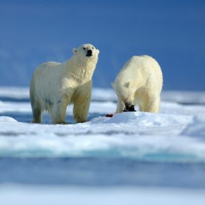 how would penguins survive in the arctic and would polar bears survive in antarctica if they moved there