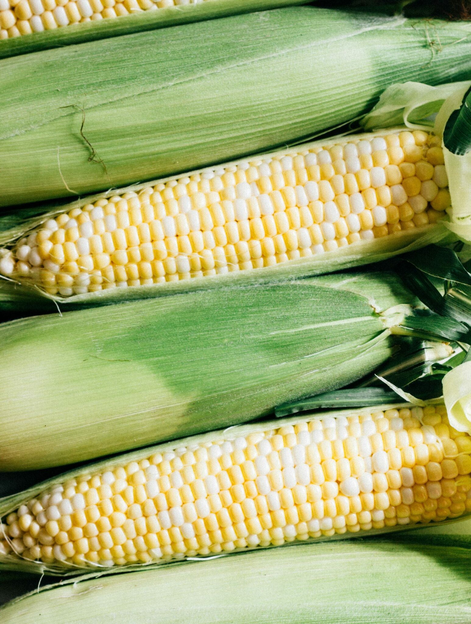 is it true that each strand of silk on an ear of corn represents a kernel of corn scaled