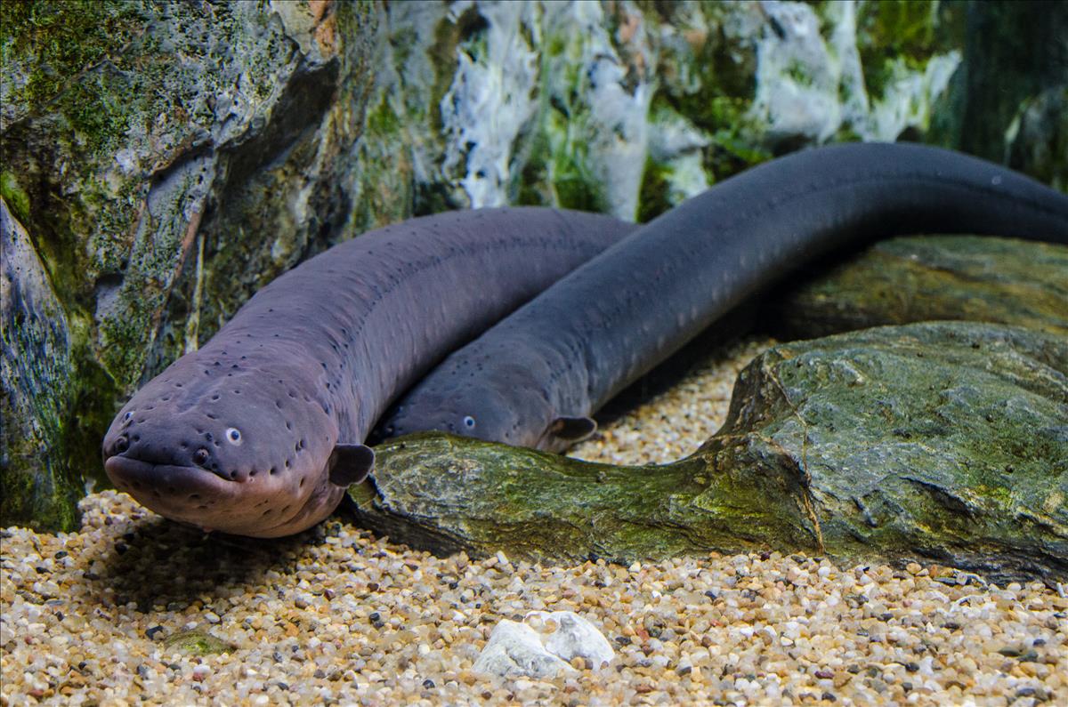 is the freshwater eel the offspring of a small beetle