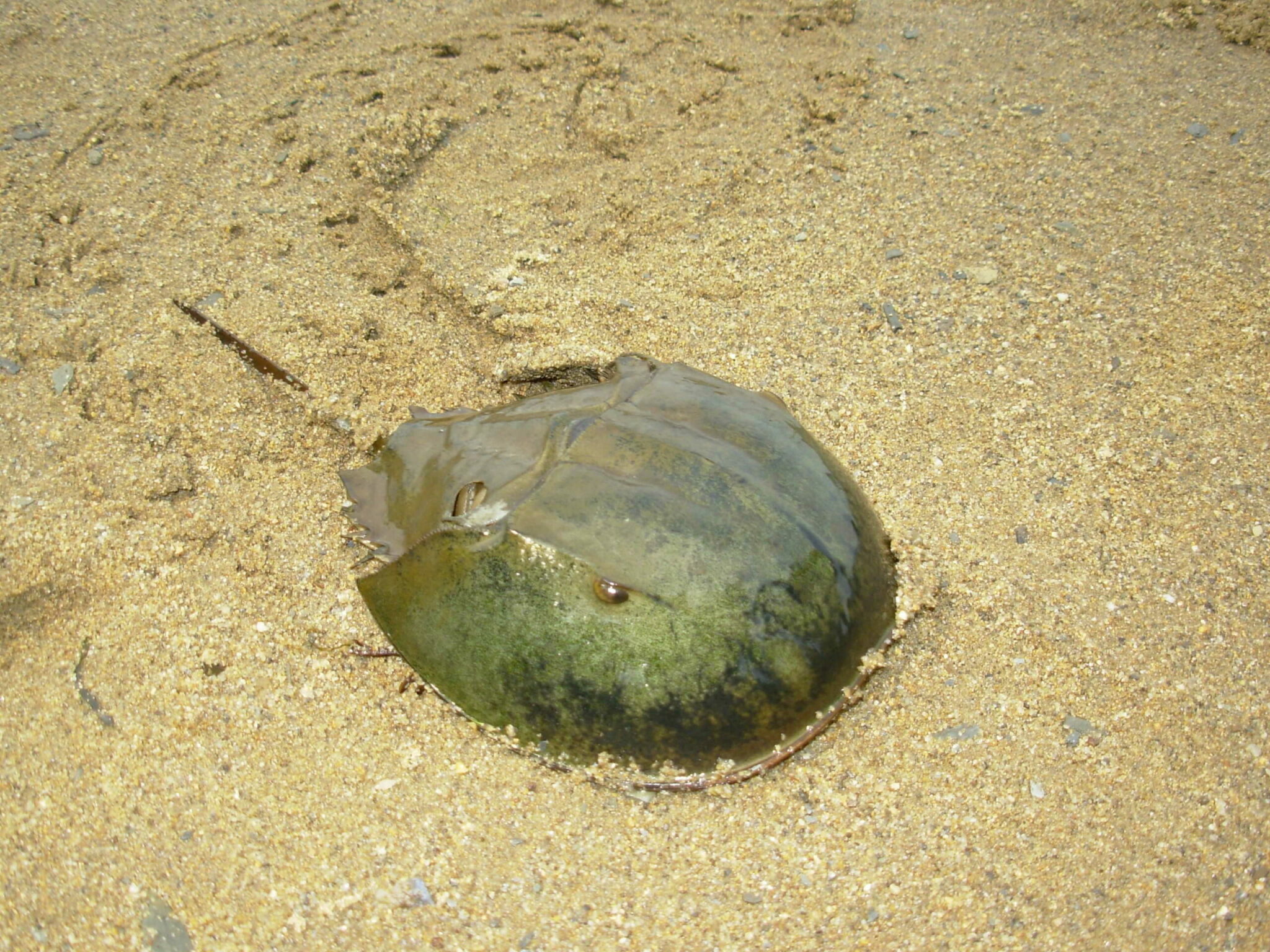 is the horseshoe crab really a crab scaled