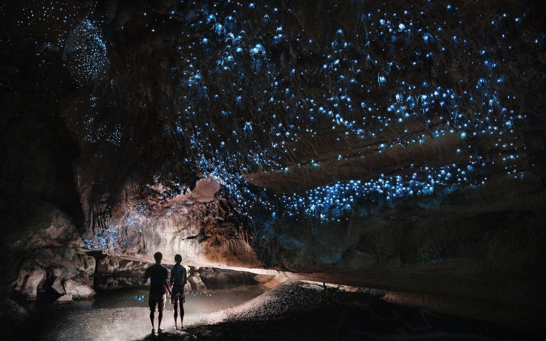 what are glowworms and where do they come from