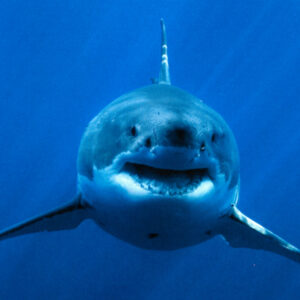 what are the chances of being in a plane crash compared to being attacked by a shark