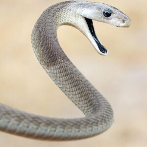 what are the most poisonous snakes in the world scaled