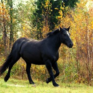 what are the strongest horses in the world