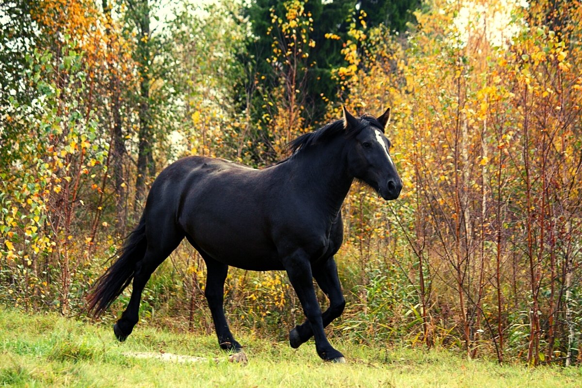 what are the strongest horses in the world