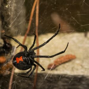 what are the symptoms of a black widow spider bite and what are the chances of it being fatal