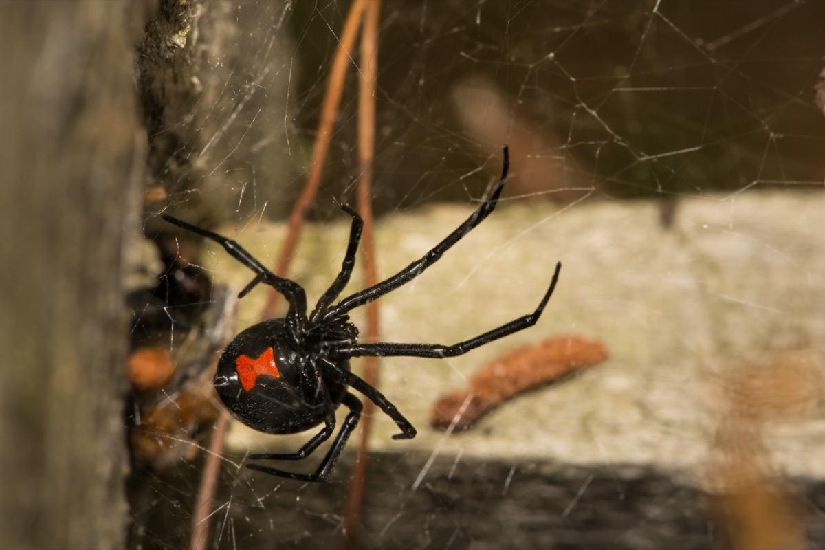 what are the symptoms of a black widow spider bite and what are the chances of it being fatal