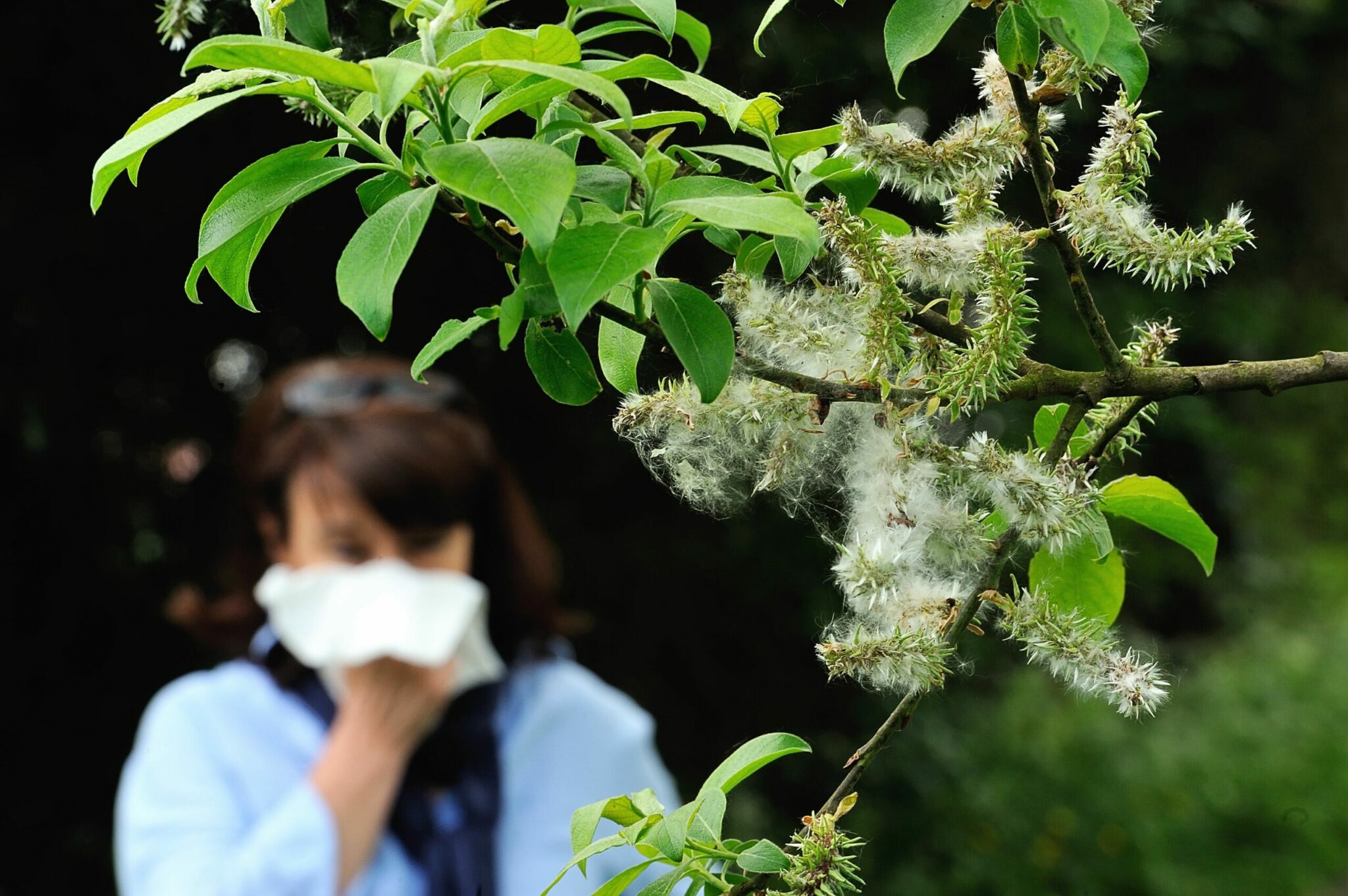 what causes hay fever scaled