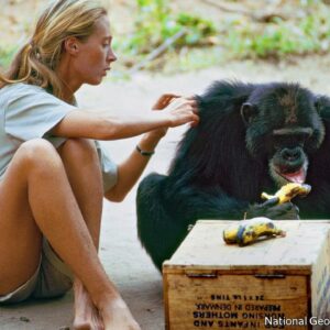 what did dr jane goodall learn about male chimpanzees