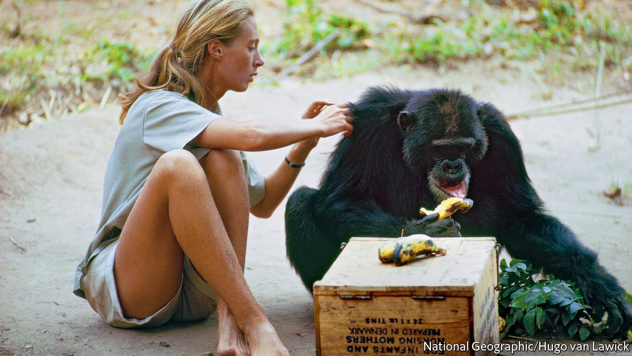 what did dr jane goodall learn about male chimpanzees