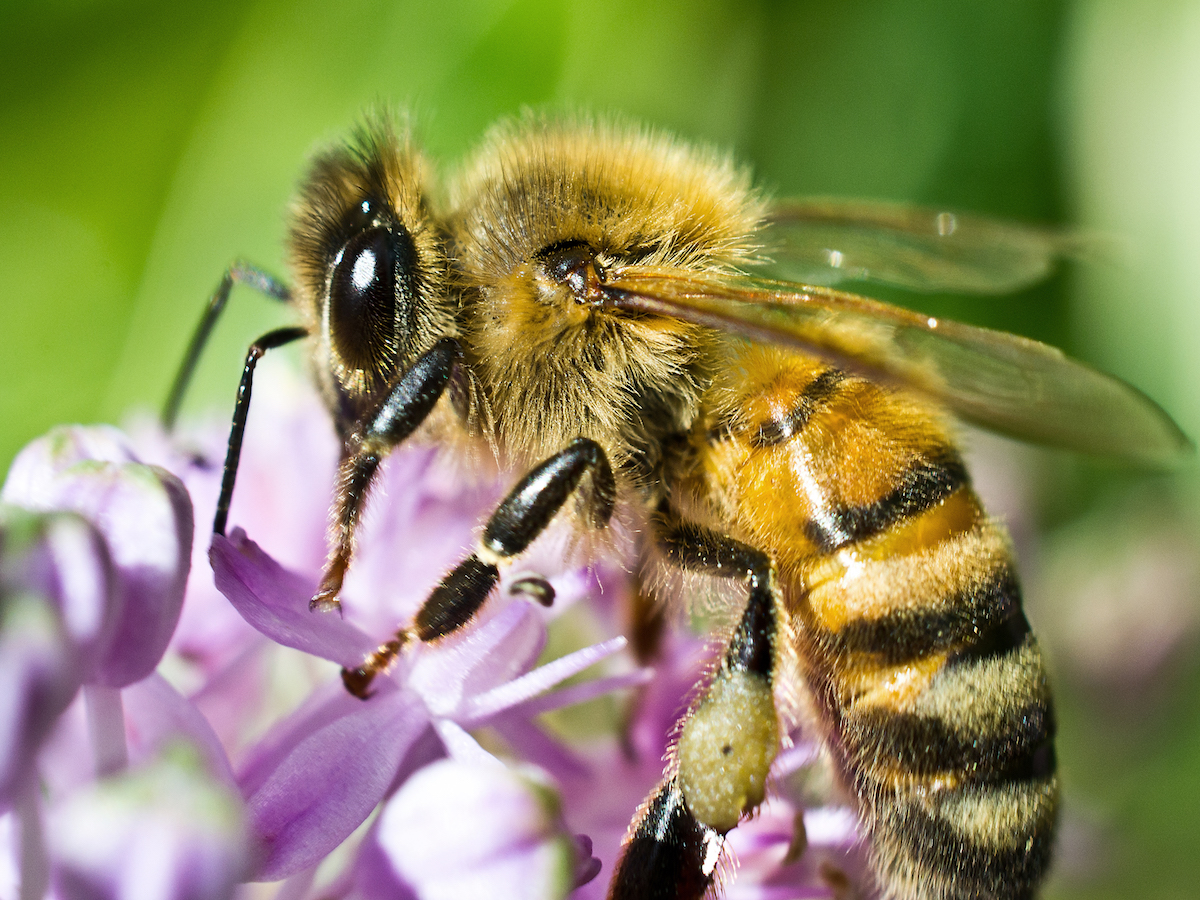 what do adult honey bees eat