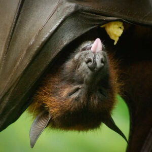 what do bats eat what should we do if a bat flies in the house and are bat dangerous to humans