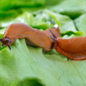 what do slugs eat why are slugs useful and why are some garden slugs pests scaled