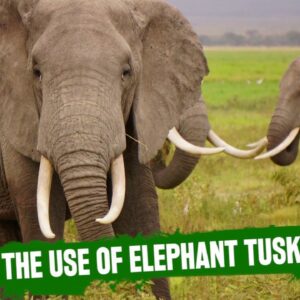 what does an elephant use its tusks for