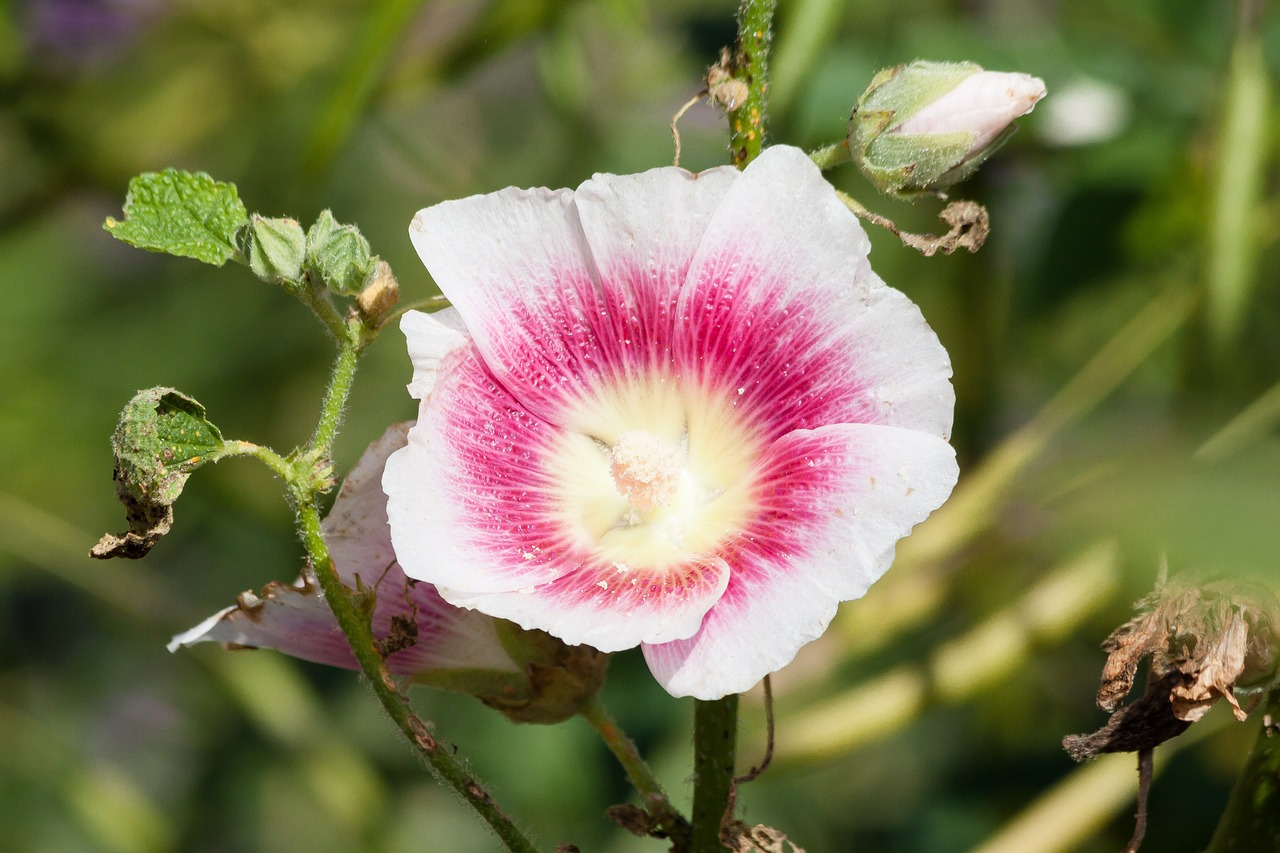 what does hollyhock mean and where does the word hollyhock come from