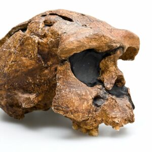 what does homo erectus mean and how did paleontologists coin the term