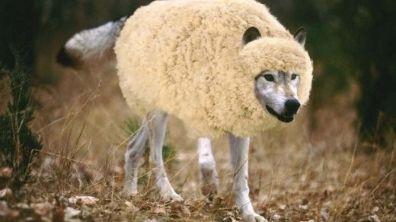 what does the expression a wolf in sheeps clothing mean and where does it come from