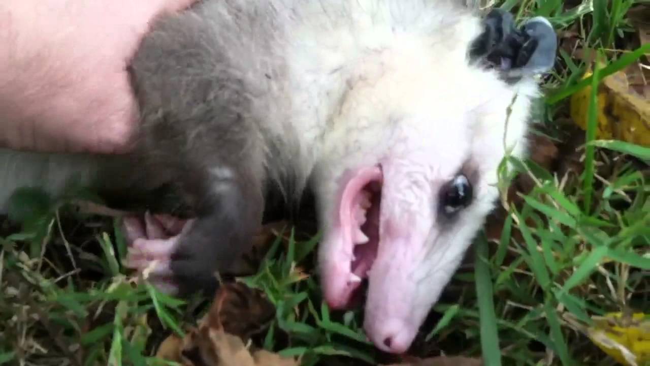 what does the expression to play possum mean and where does it come from