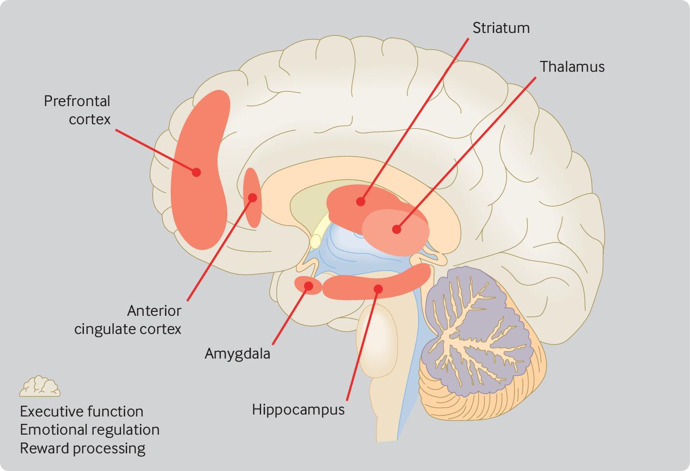 what does the hypothalamus do