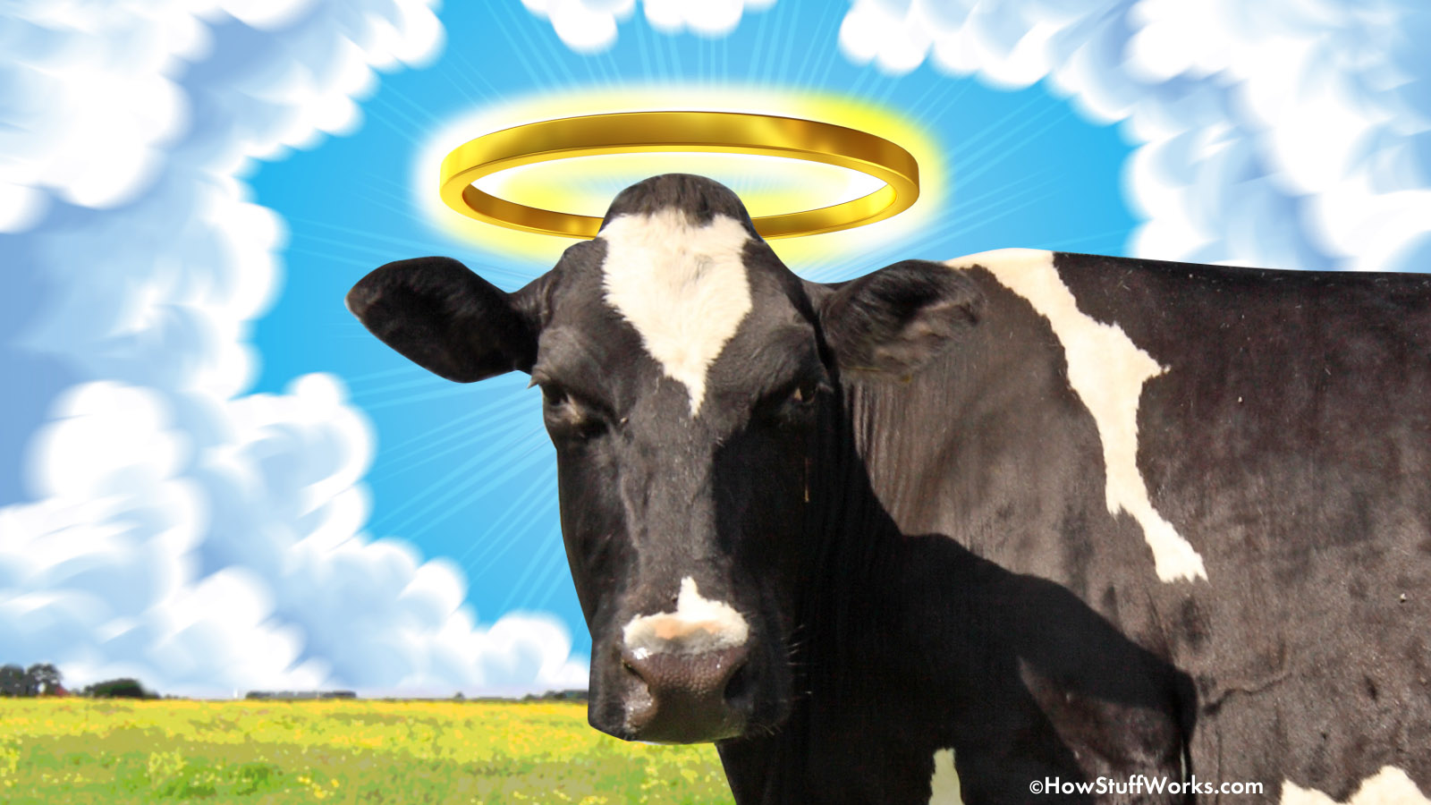 what does the term sacred cow mean and where does the phrase holy cow come from