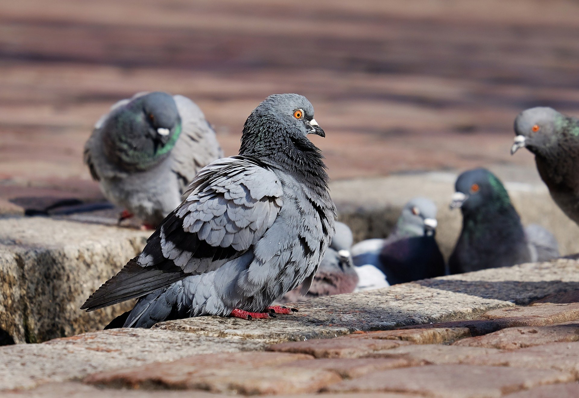 what does the term stool pigeon mean and where did the expression come from