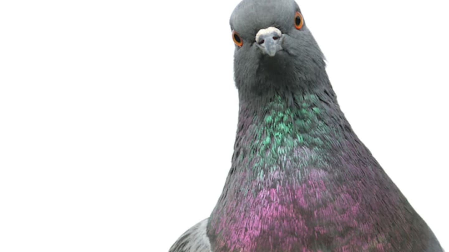 what does the term stool pigeon mean and where does the phrase stool pigeon come from