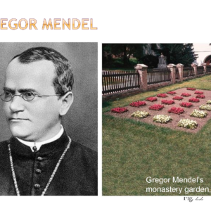 what genetic experiments did gregor mendel conduct and why did mendel study inheritance in pea plants