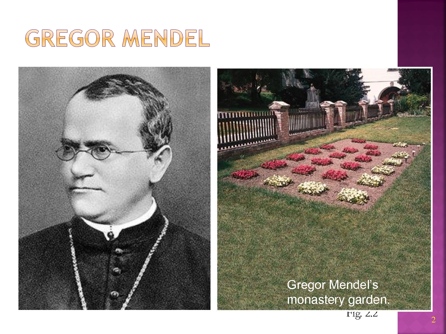 what genetic experiments did gregor mendel conduct and why did mendel study inheritance in pea plants