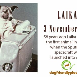 what happened to the russian dog laika that was the first animal in space