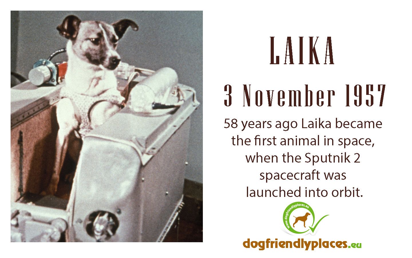 what happened to the russian dog laika that was the first animal in space