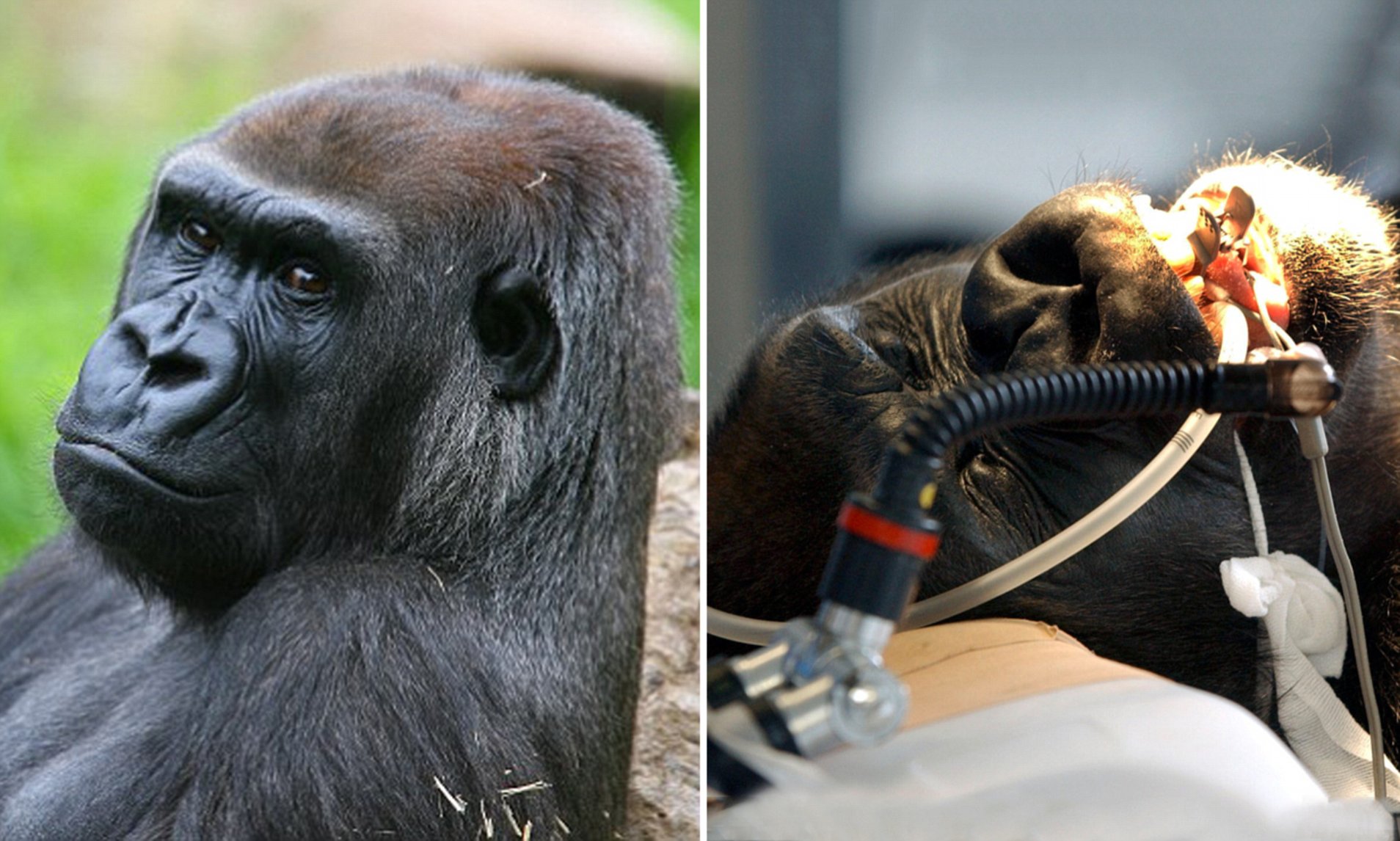 what happens when a dominant silverback gorilla is defeated by another male