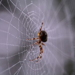 what happens when a spider gets stuck in their own web and how does it free itself
