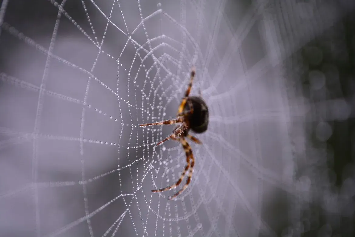 what happens when a spider gets stuck in their own web and how does it free itself