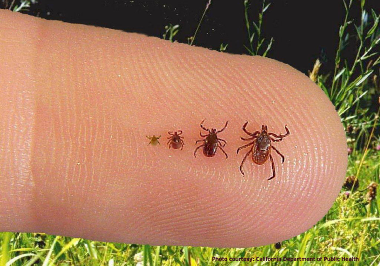 what is a deer tick where do deer ticks come from and how long do deer ticks live for indoors