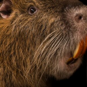 what is a nutria what does its meat taste like and how did it get its name scaled