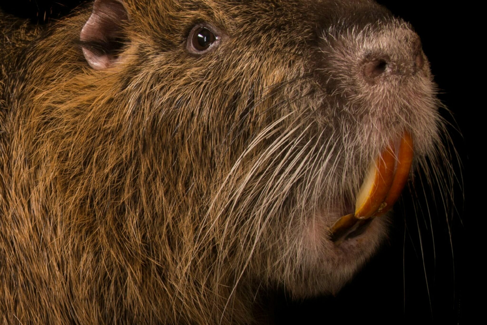 what is a nutria what does its meat taste like and how did it get its name scaled