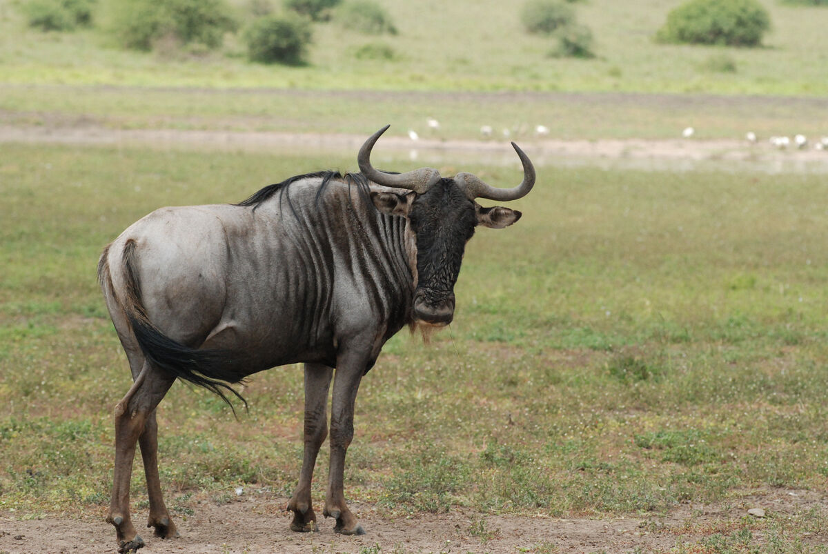 what is a wildebeest and where do they live